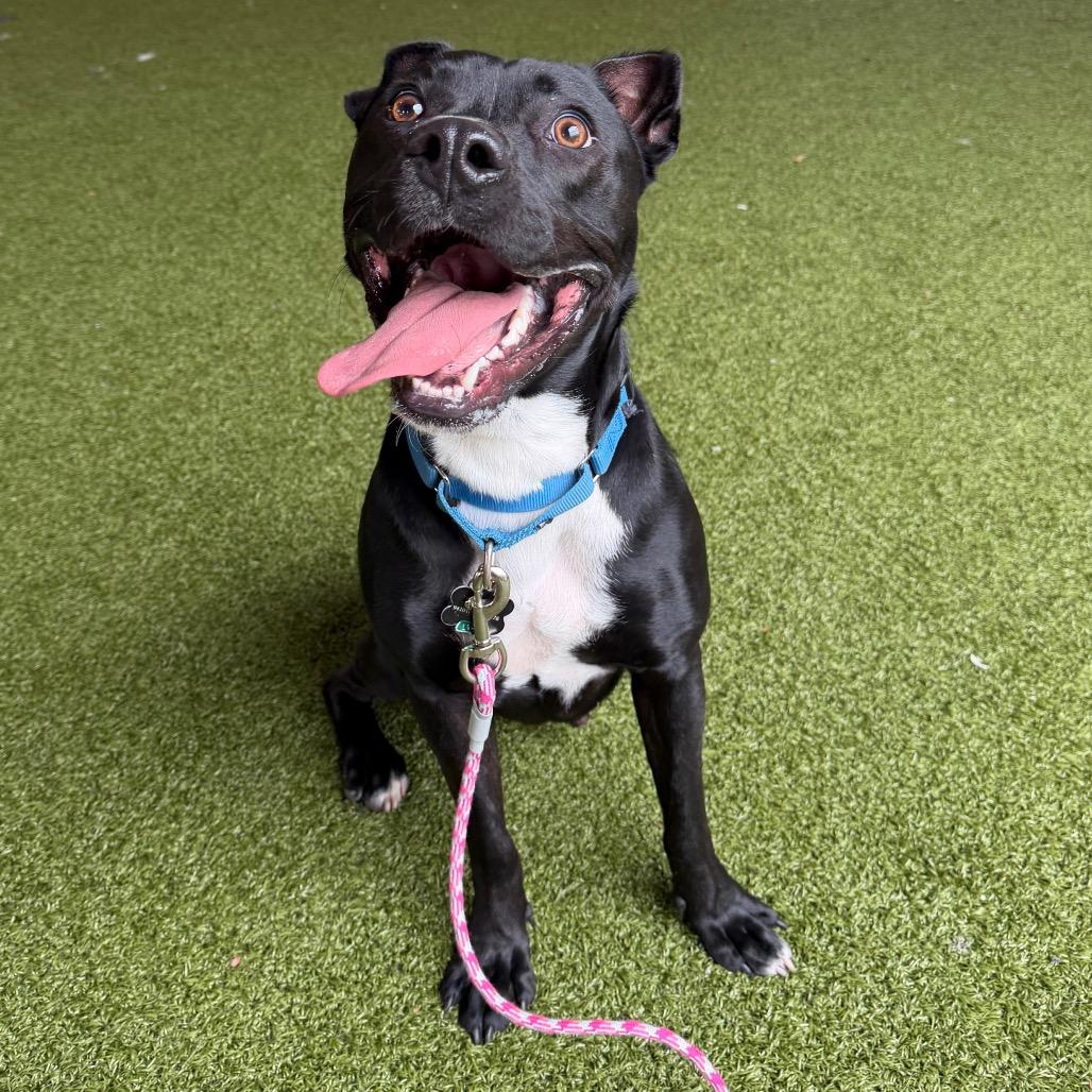 Enlarge Louie, a Adoptable mixed breed in West Palm Beach, FL image 4/6