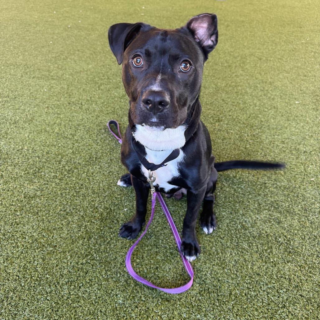 Enlarge Louie, a Adoptable mixed breed in West Palm Beach, FL image 5/6