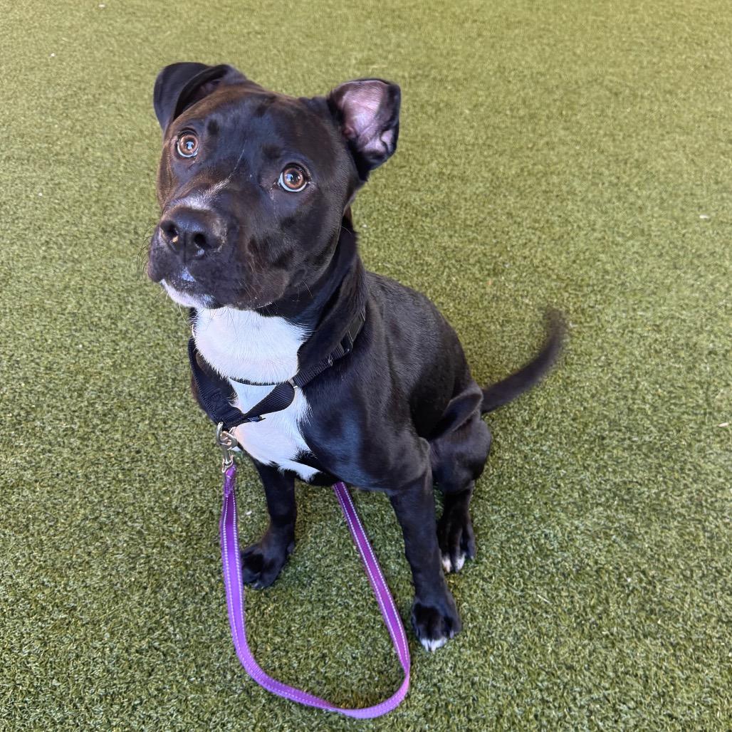 Enlarge Louie, a Adoptable mixed breed in West Palm Beach, FL image 6/6
