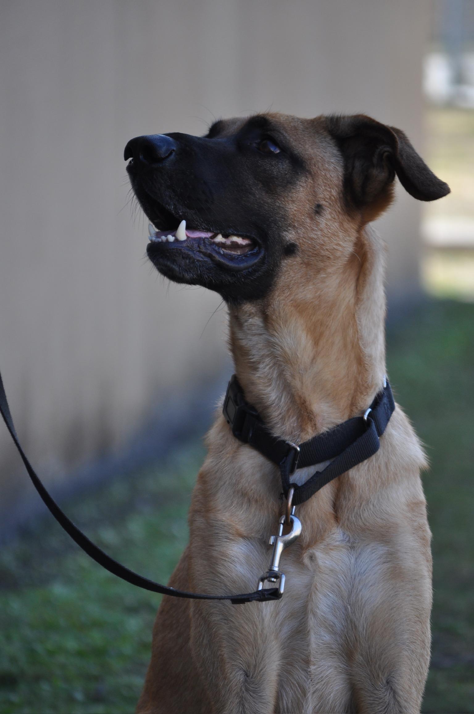 Enlarge Diesel - TRAINED DOG, a ADOPTABLE mixed breed in Miami, FL image 1/2