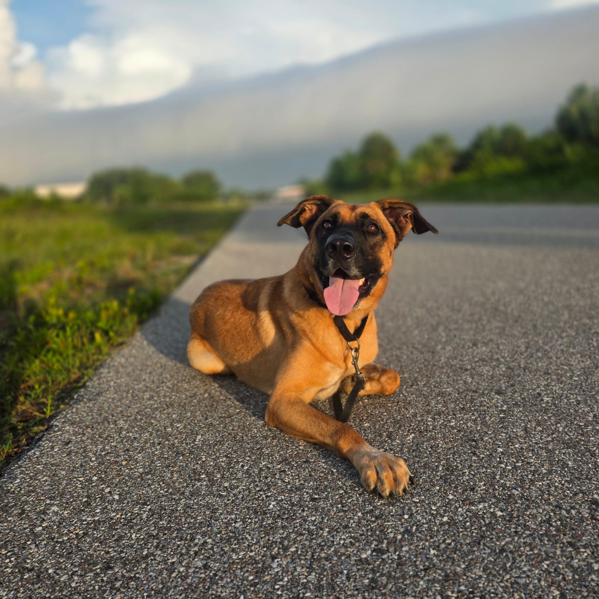 Diesel - TRAINED DOG, ADOPTABLE, Young Male German Shepherd Dog.