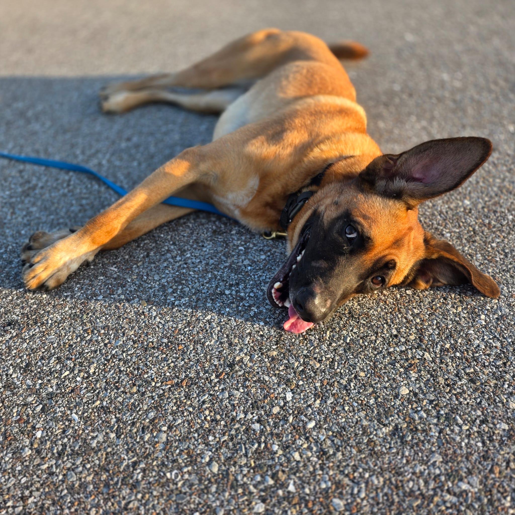 Diesel - TRAINED DOG, a ADOPTABLE mixed breed in Miami, FL image 5/6