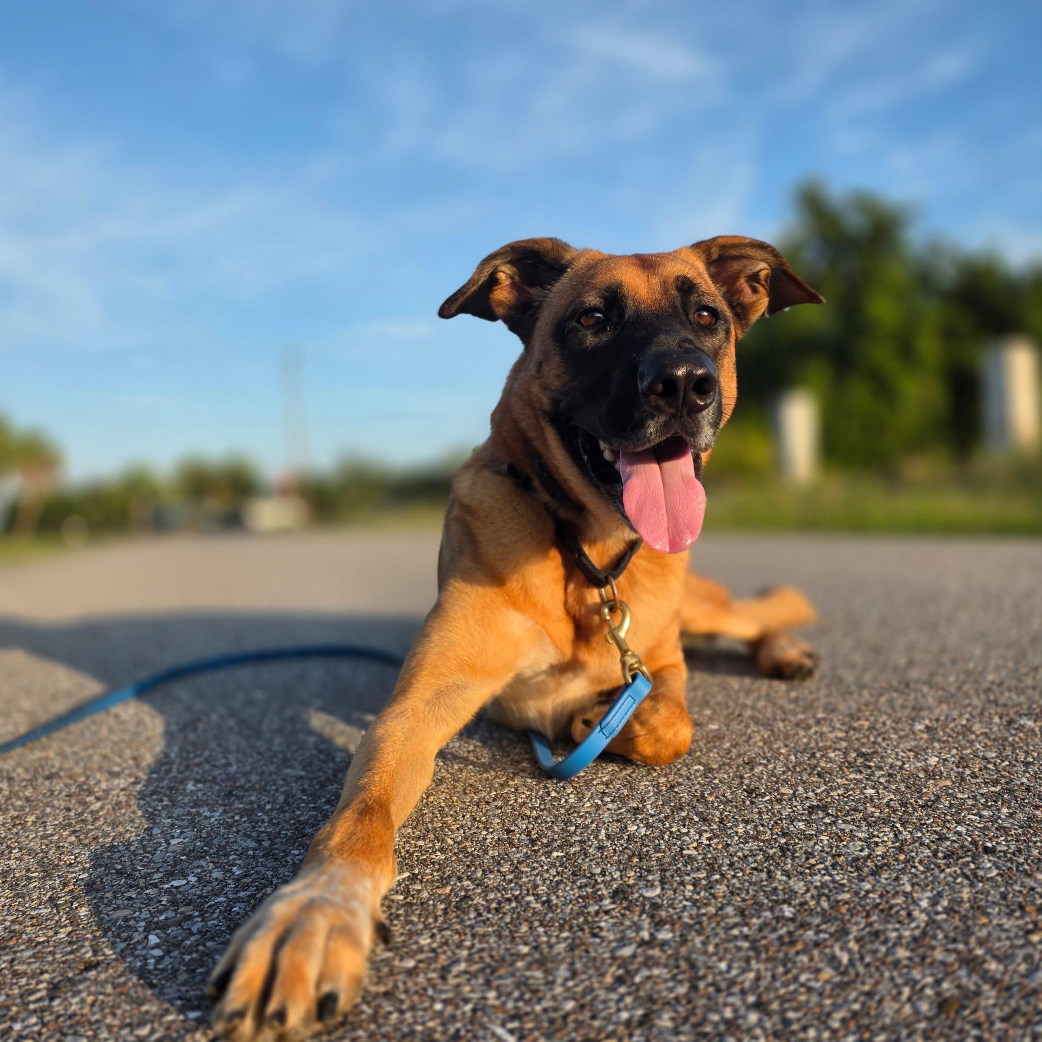 Diesel - TRAINED DOG, a ADOPTABLE mixed breed in Miami, FL image 4/6