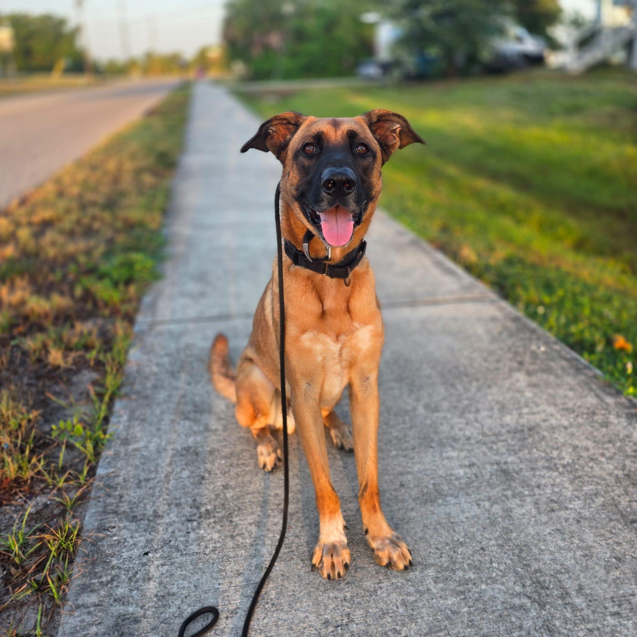 Diesel - TRAINED DOG, a ADOPTABLE mixed breed in Miami, FL image 2/6