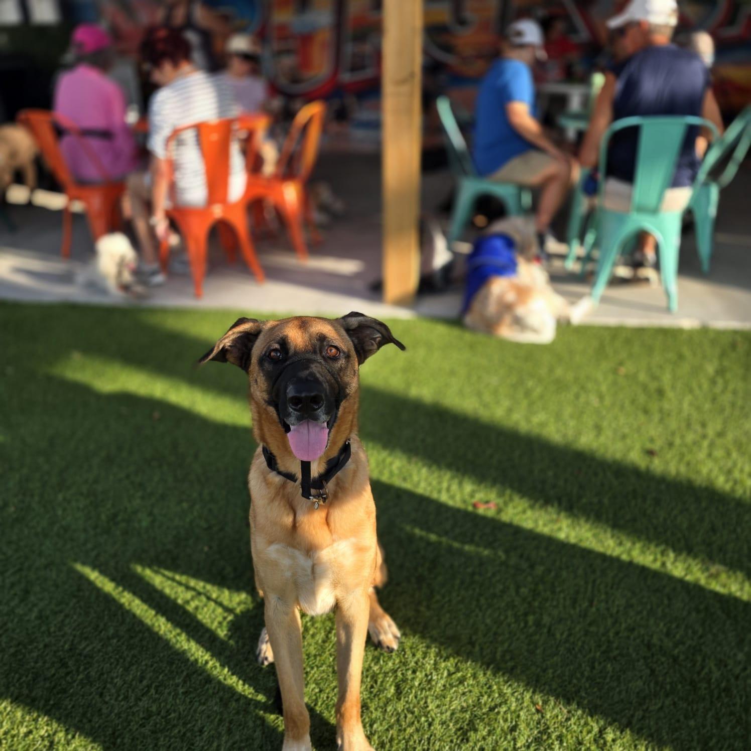 Diesel - TRAINED DOG, a ADOPTABLE mixed breed in Miami, FL image 3/6