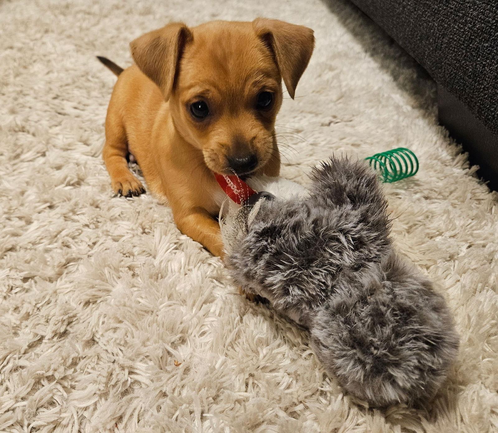 LEO - ACCEPTING APPLICATIONS, Adoptable, Puppy Male Chihuahua.