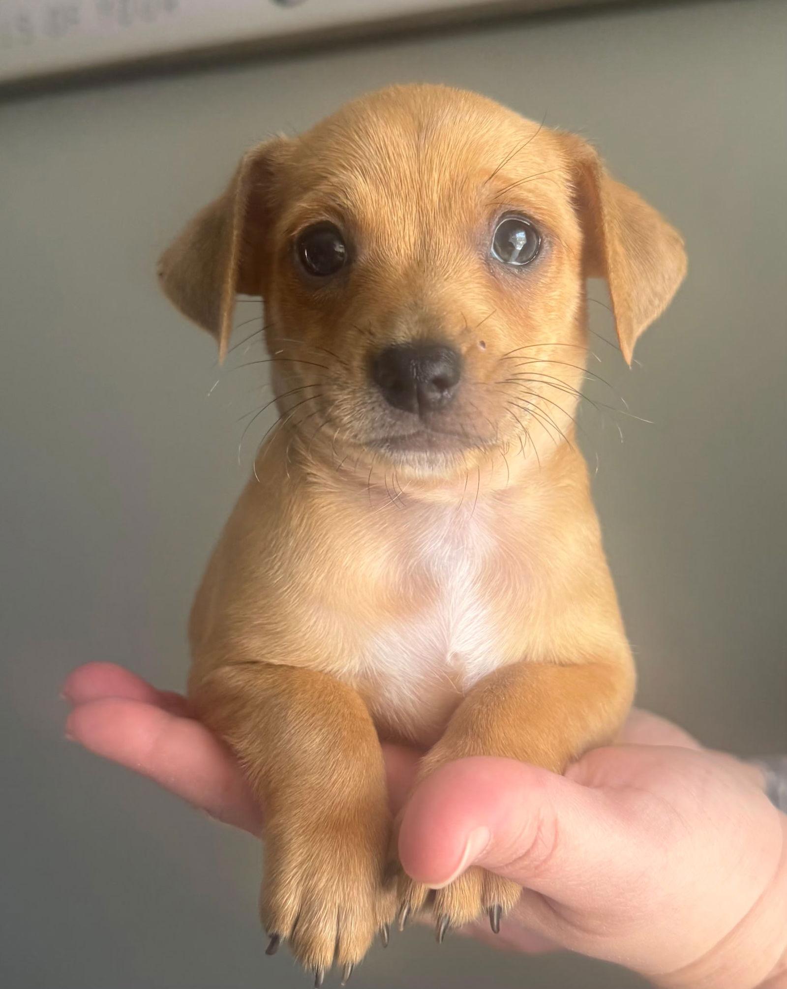 Enlarge LEO - ACCEPTING APPLICATIONS, a Adoptable Chihuahua in Tampa, FL image 2/2