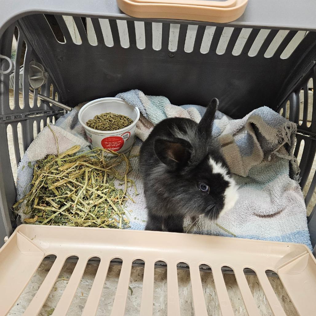 Mable, adopted, Baby Female American Fuzzy Lop.