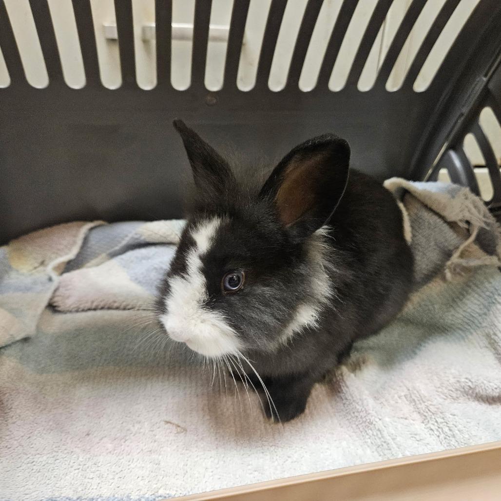 Enlarge Mable, an adopted American Fuzzy Lop in Houston, TX image 2/2