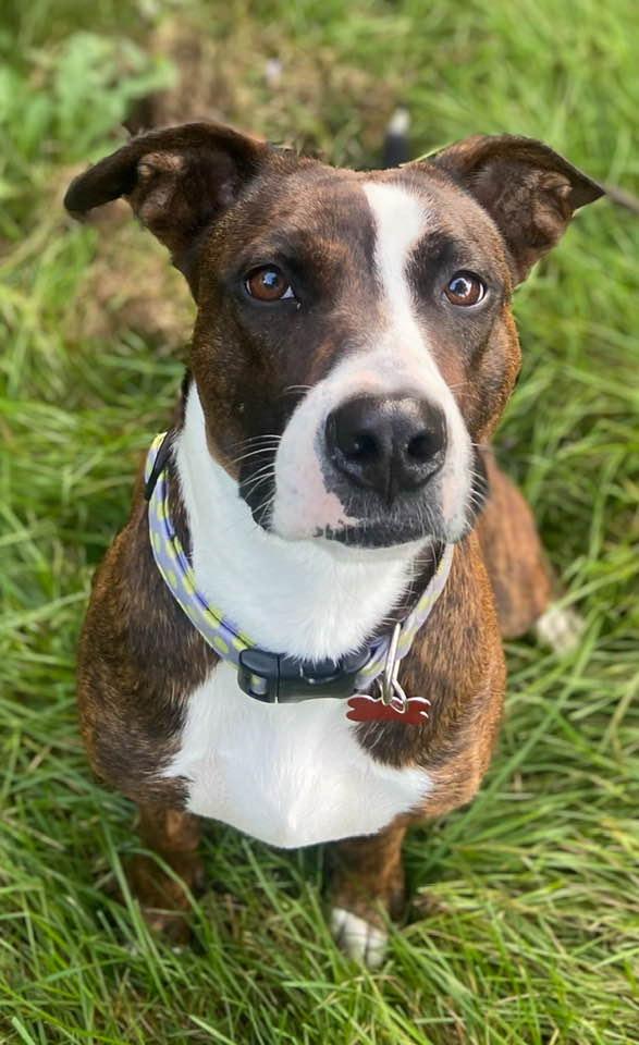 Margo, Adoptable, Adult Female Pit Bull Terrier & Boxer.