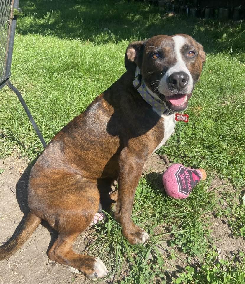 Enlarge Margo, a Adoptable mixed breed in Flossmoor, IL image 2/3