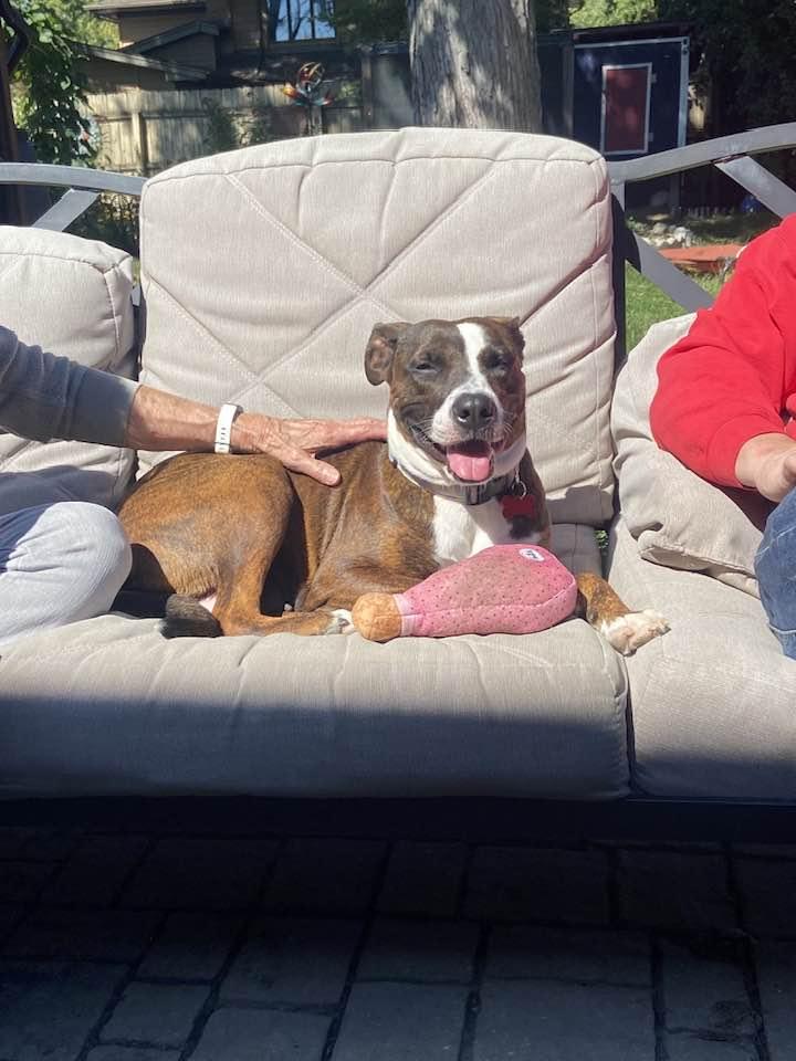 Enlarge Margo, a Adoptable mixed breed in Flossmoor, IL image 3/3