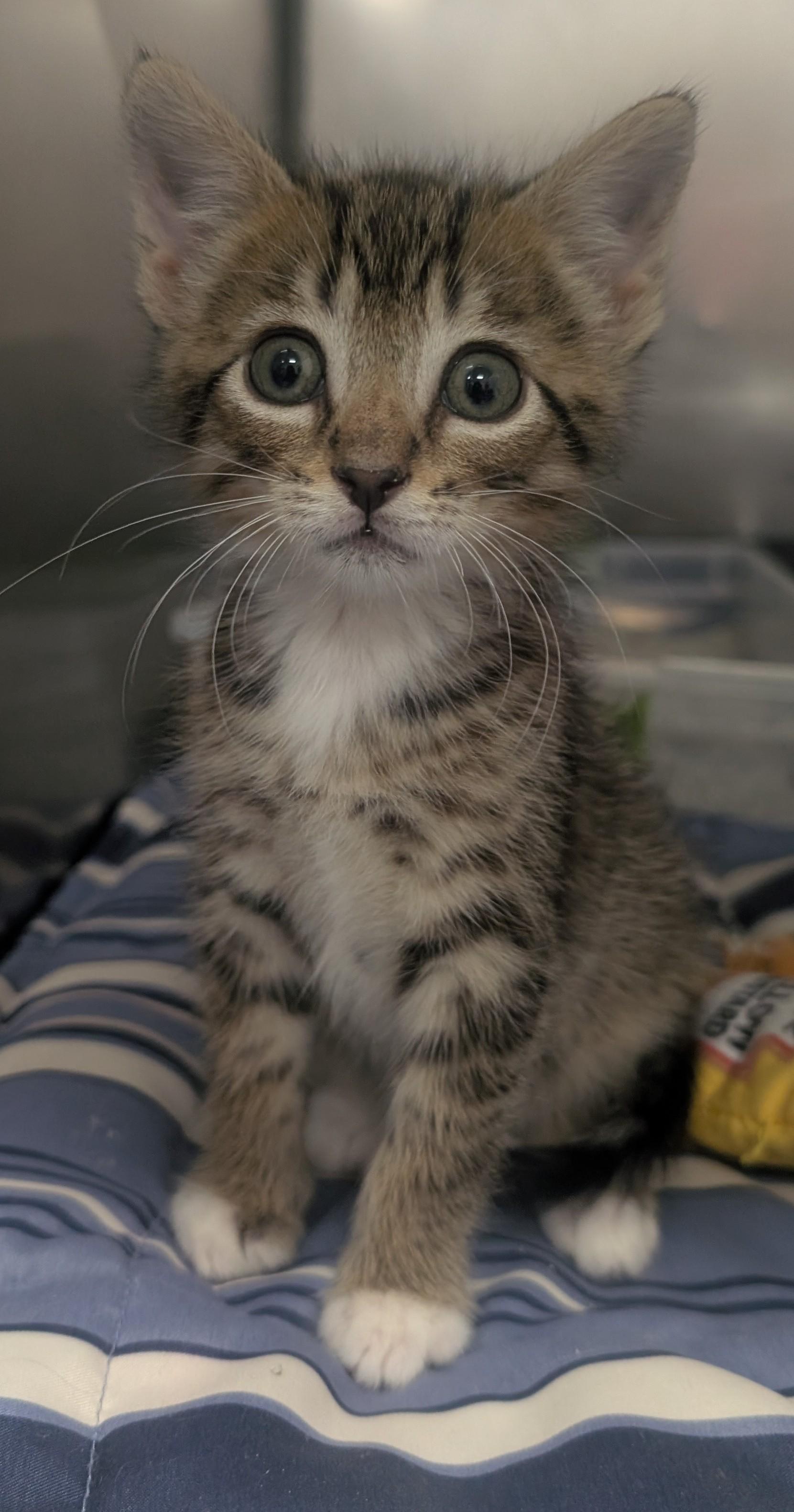 Enlarge Orlando, a Adoptable Domestic Short Hair in New Ulm, MN image 1/1