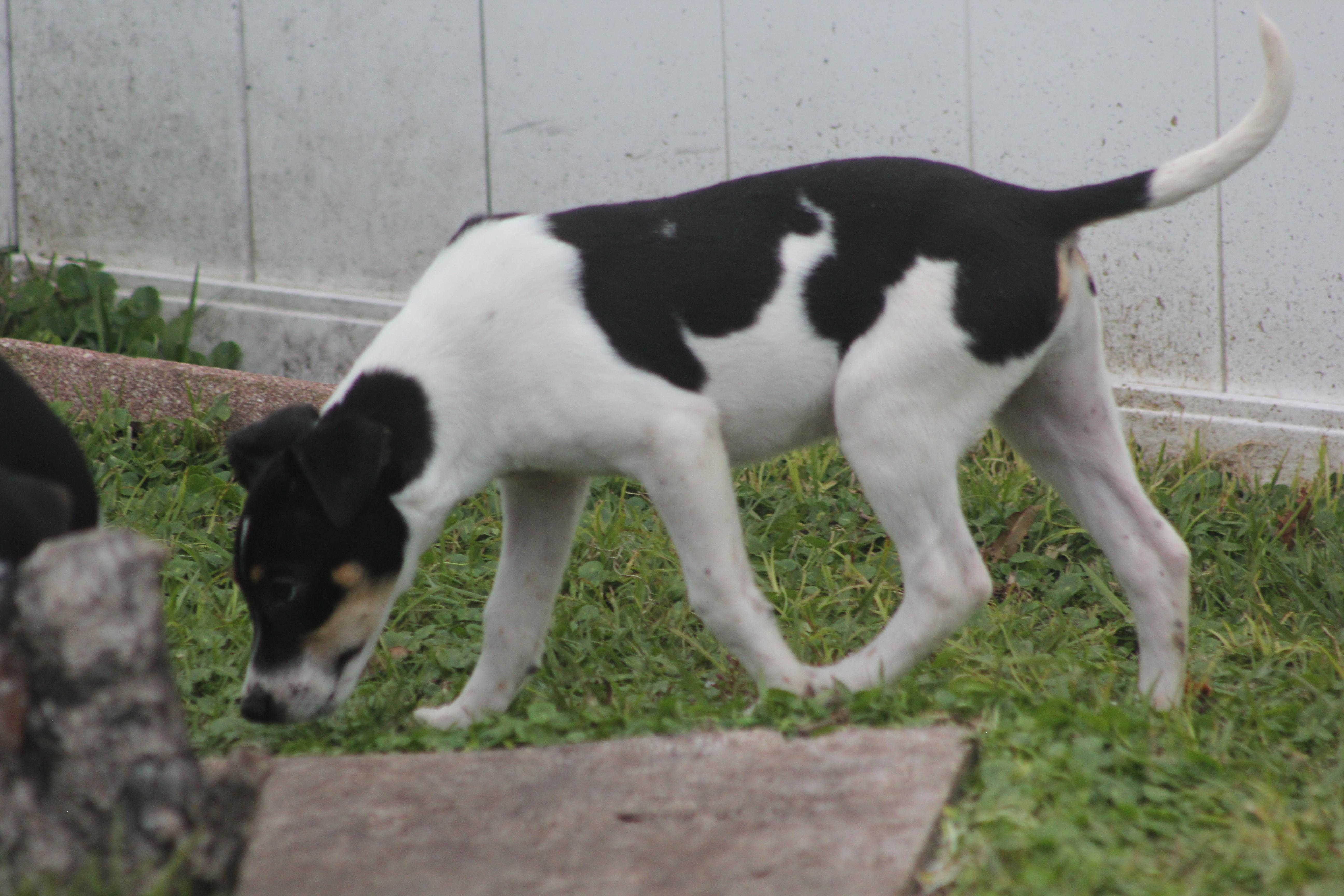 Bonnie, a Adoptable mixed breed in Orlando, FL image 2/3