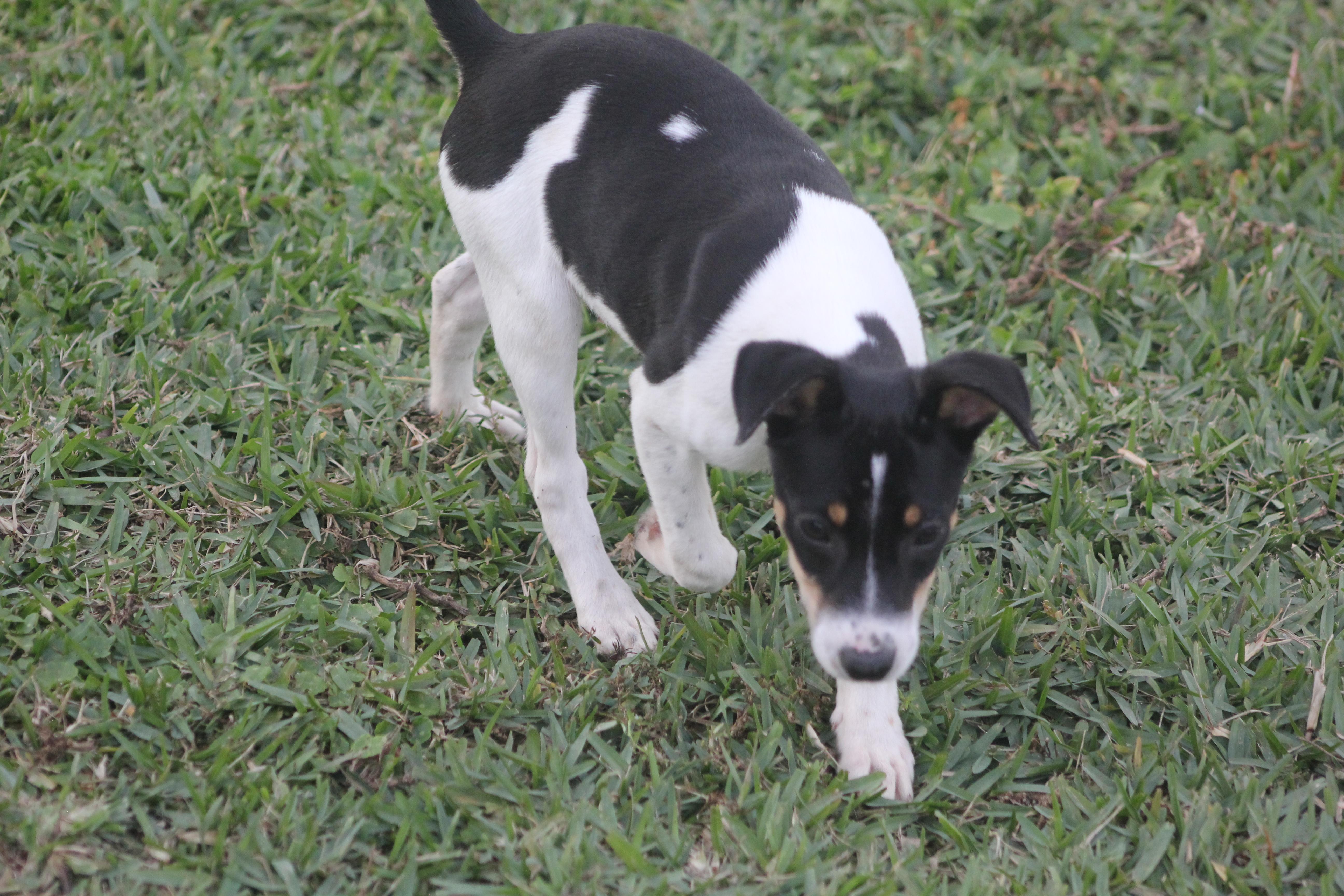 Bonnie, a Adoptable mixed breed in Orlando, FL image 3/3