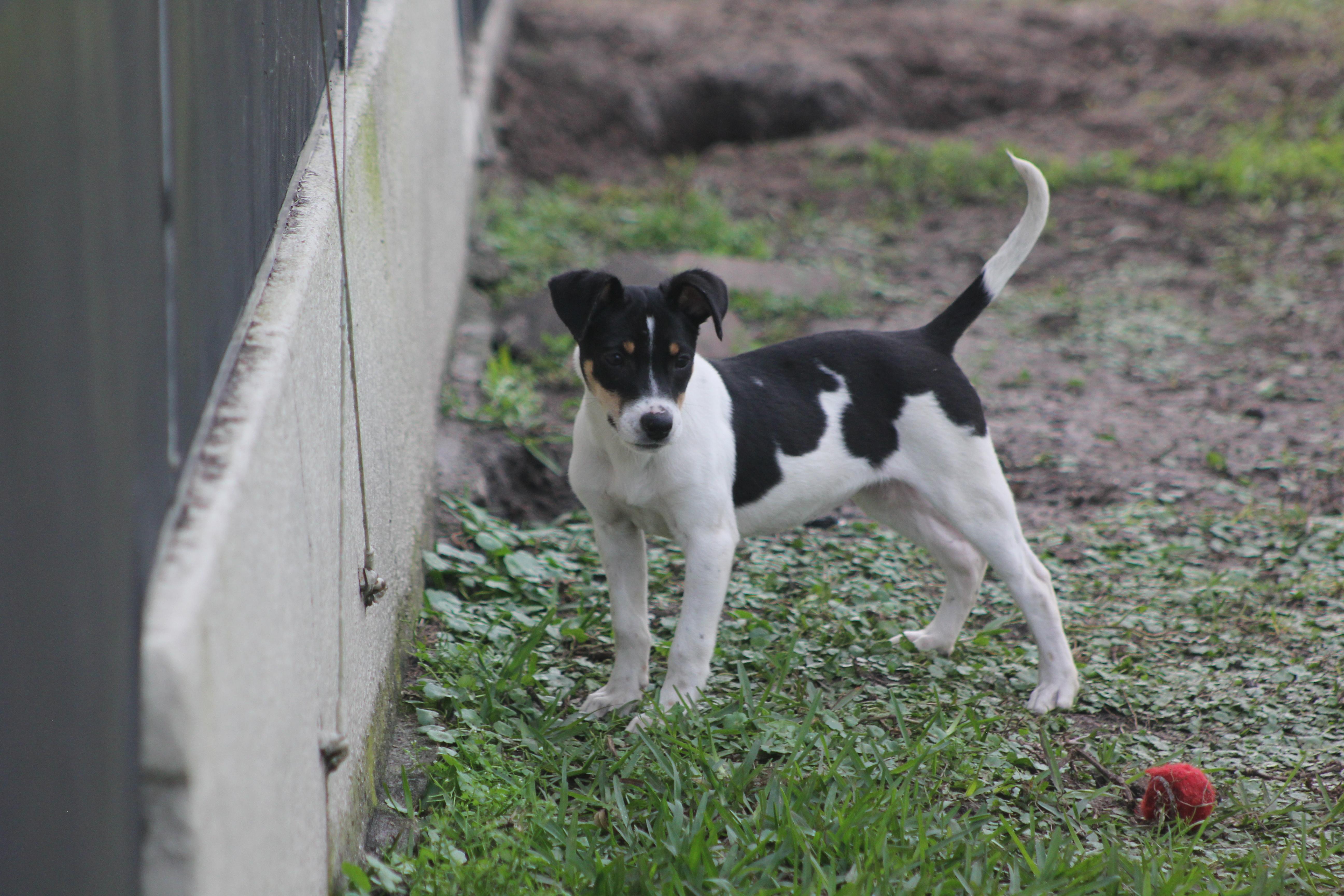 Bonnie, a Adoptable mixed breed in Orlando, FL image 1/3