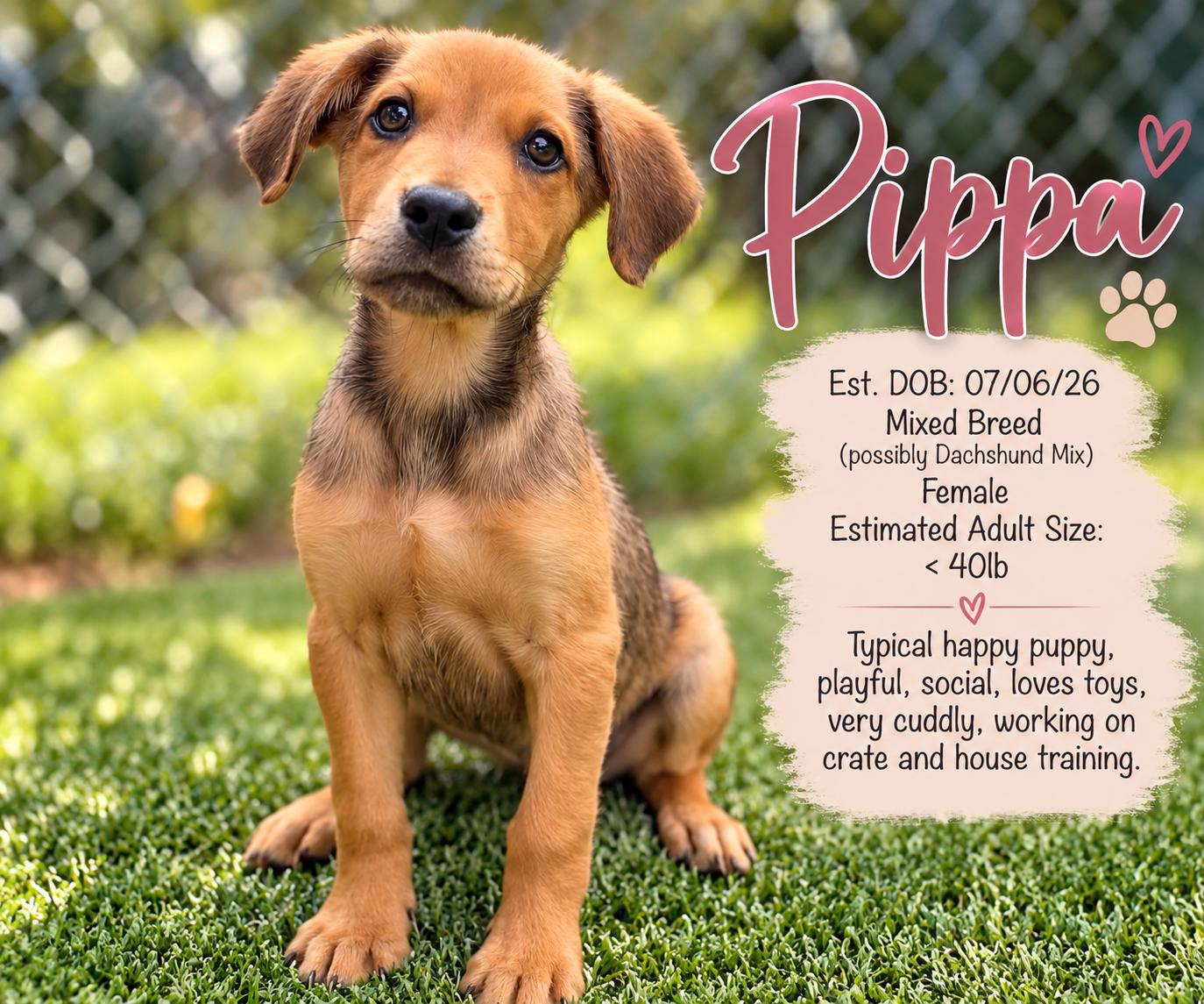 PIPPA, Adoptable, Puppy Female Mixed Breed & Dachshund.