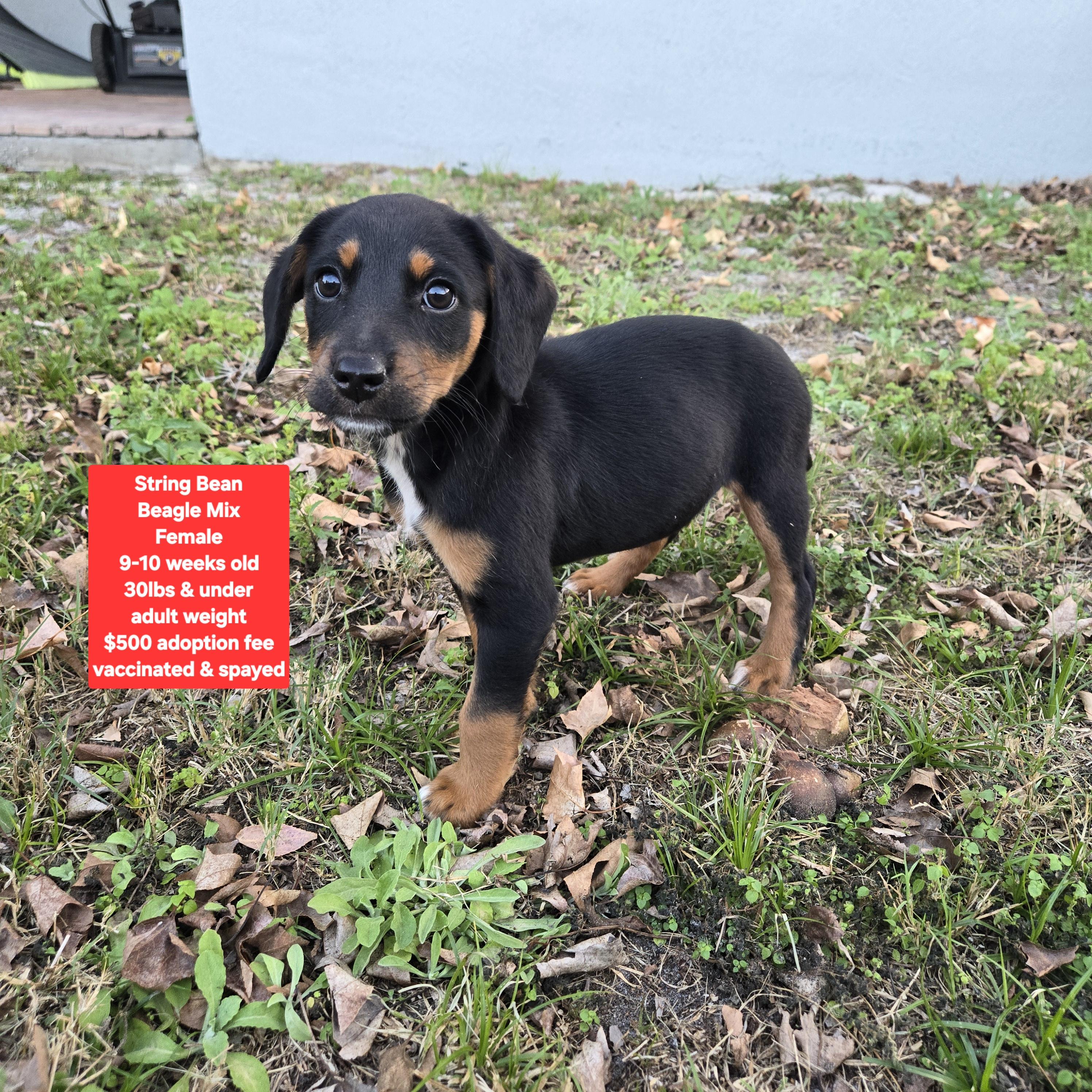 Enlarge String Bean, an adoptable mixed breed in Oviedo, FL image 1/3