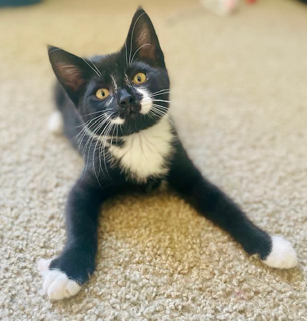 Tommy, an adoptable Tuxedo in Newport, WA, 99156 | Photo Image 1