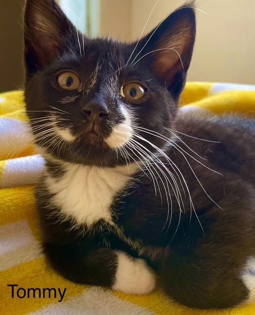 Tommy, an adoptable Tuxedo in Newport, WA, 99156 | Photo Image 2