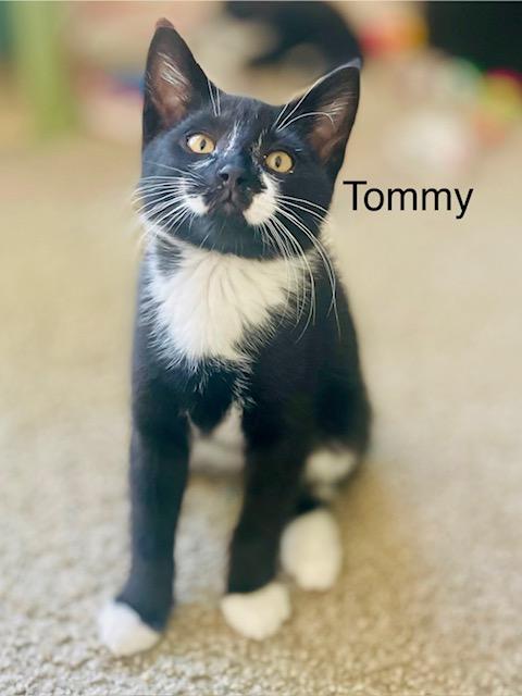 Tommy, an adoptable Tuxedo in Newport, WA, 99156 | Photo Image 3