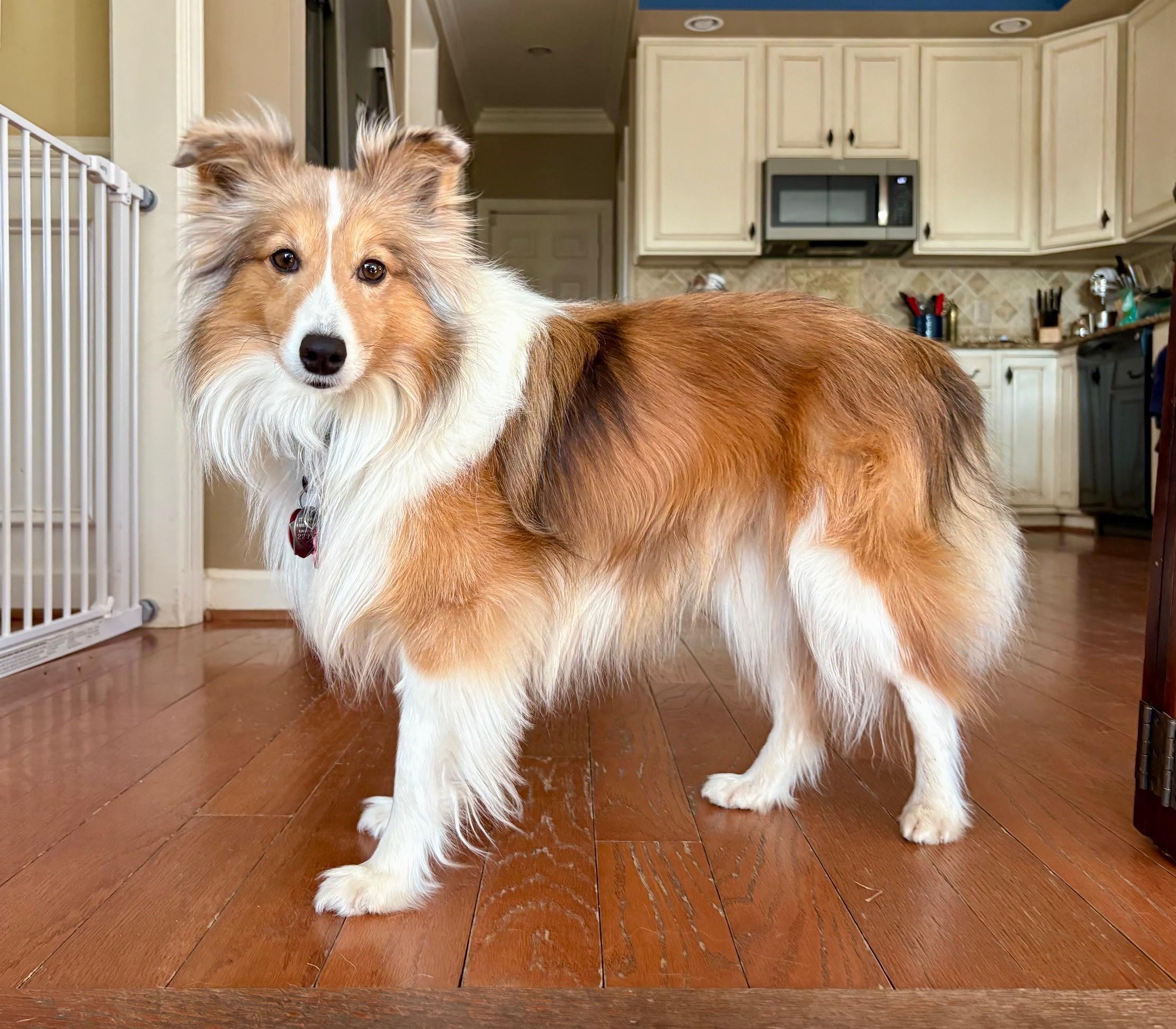 Enlarge Champ, a ADOPTABLE Shetland Sheepdog / Sheltie in Abingdon, MD image 1/2