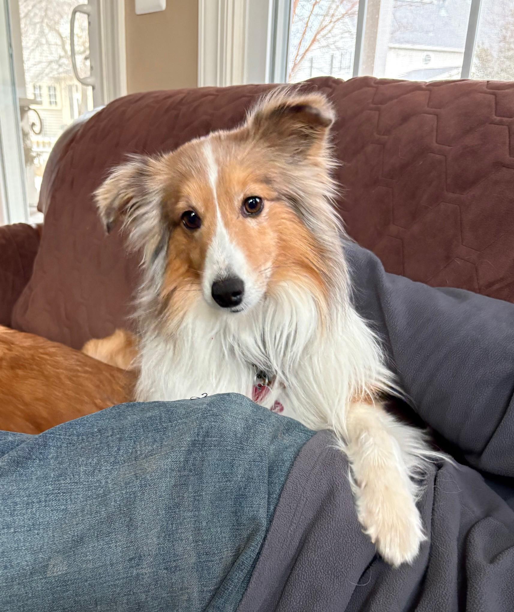 Enlarge Champ, a ADOPTABLE Shetland Sheepdog / Sheltie in Abingdon, MD image 2/2