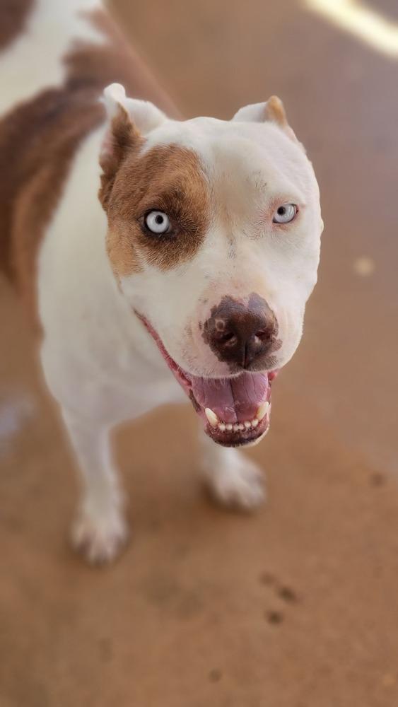 Teddy, Adoptable, Adult Male Pit Bull Terrier & Mixed Breed.