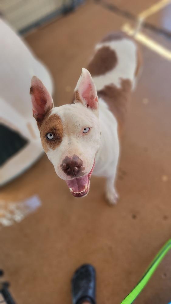 Enlarge Teddy, a Adoptable mixed breed in Crosbyton, TX image 2/3