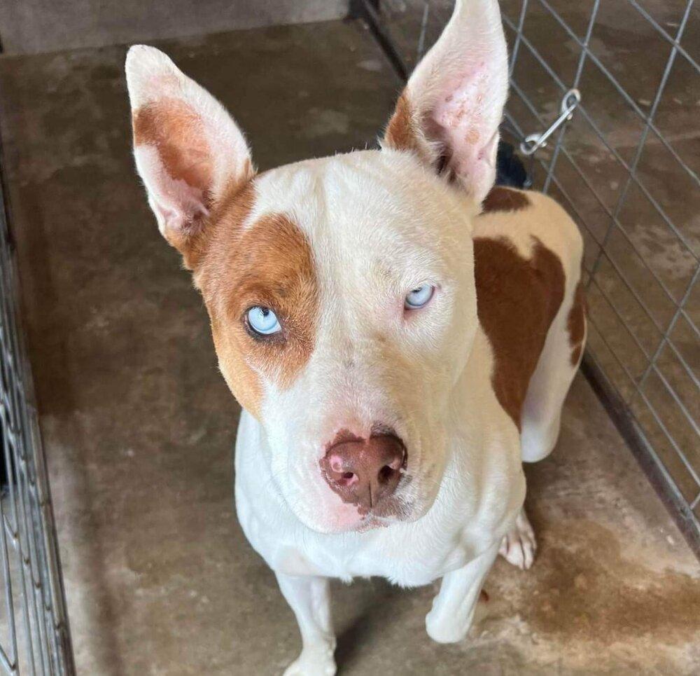 Enlarge Teddy, a Adoptable mixed breed in Crosbyton, TX image 3/3