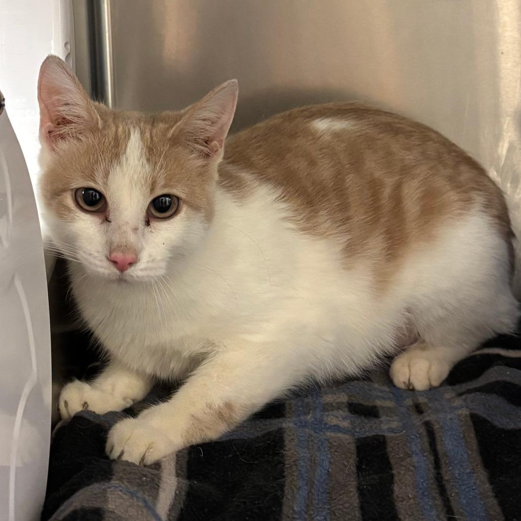 Gidget, Adoptable, Adult Female Domestic Short Hair.