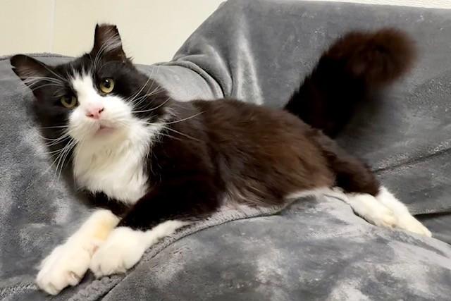 Nippers, ADOPTABLE, Adult Male Domestic Medium Hair.