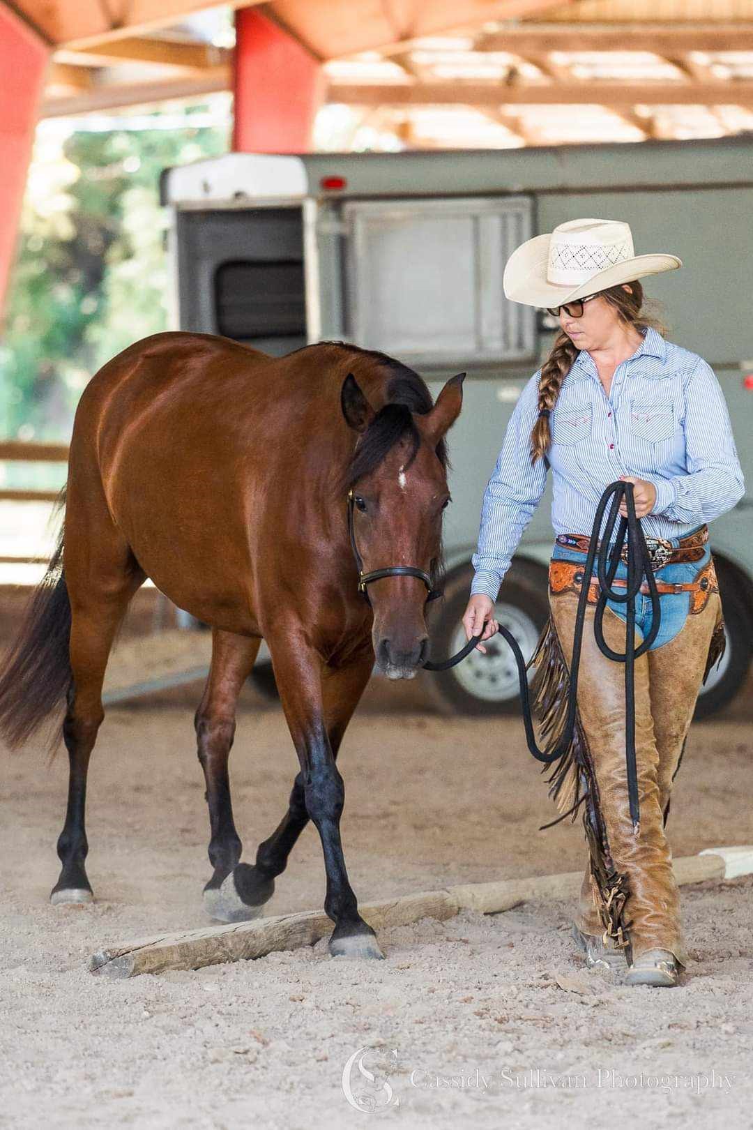 Enlarge Beep Beep - Companion only, a Adoptable Mustang in Huntington, WV image 2/6