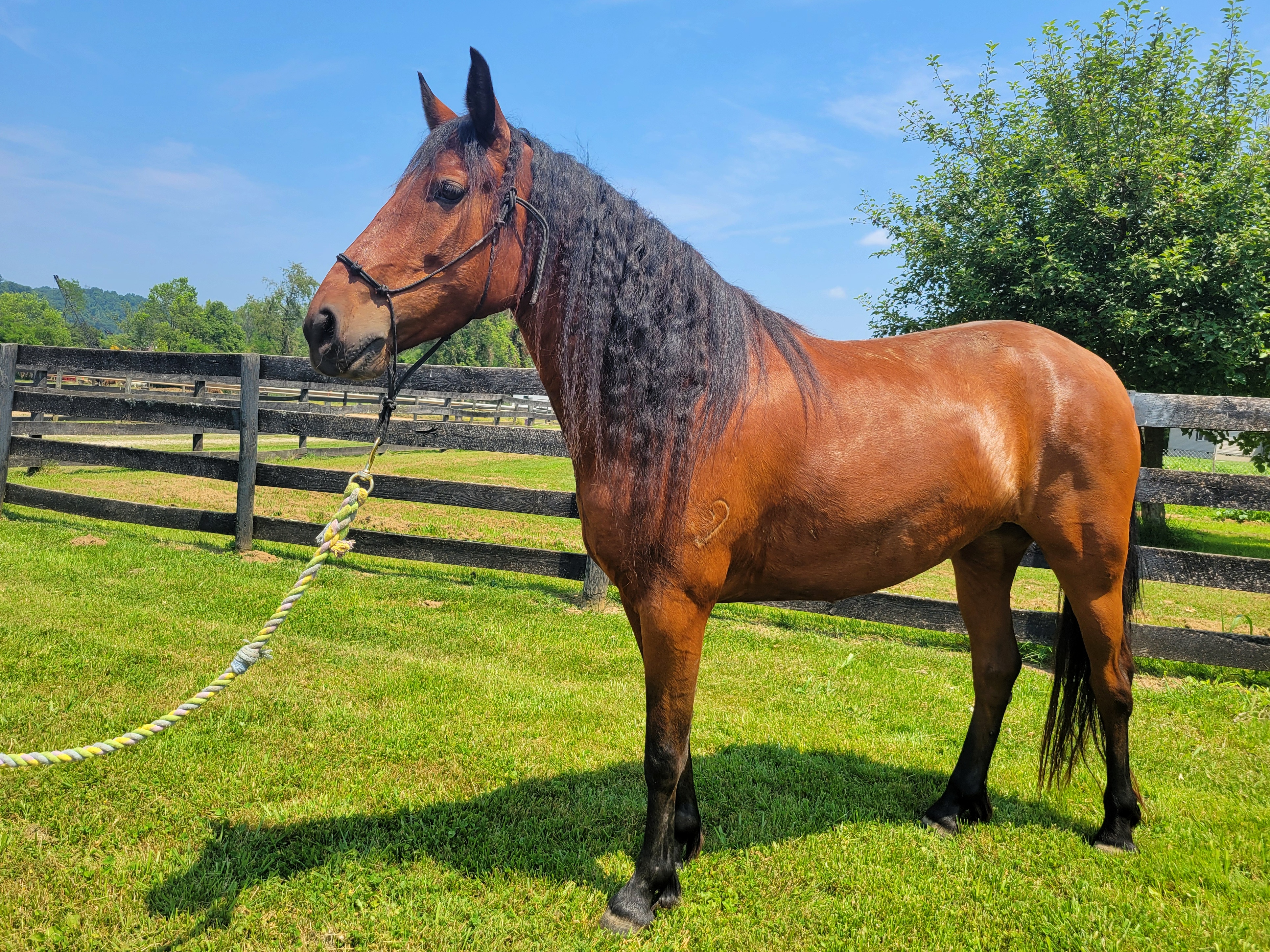 Enlarge Beep Beep - Companion only, a Adoptable Mustang in Huntington, WV image 5/6