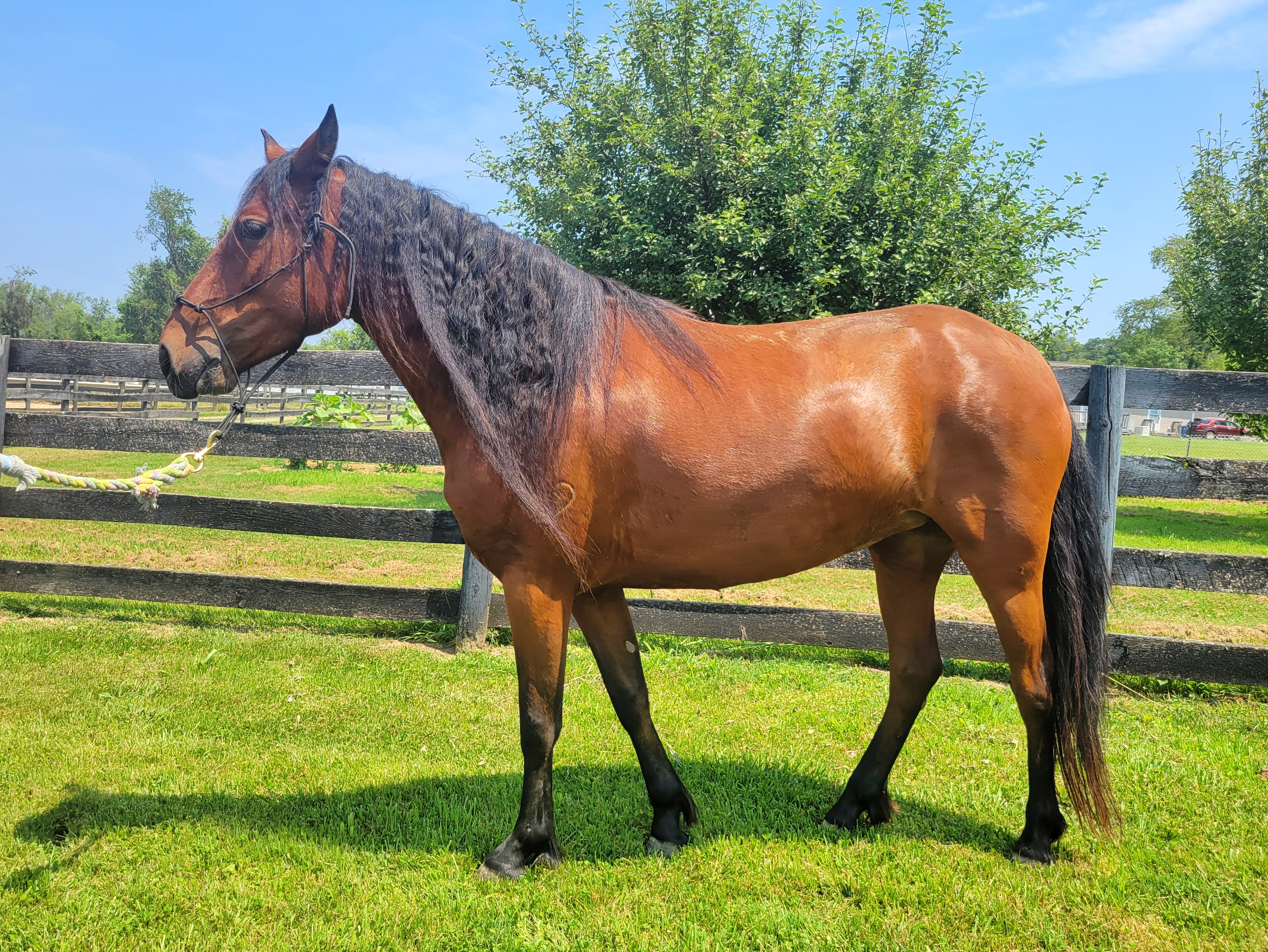 Enlarge Beep Beep - Companion only, a Adoptable Mustang in Huntington, WV image 6/6