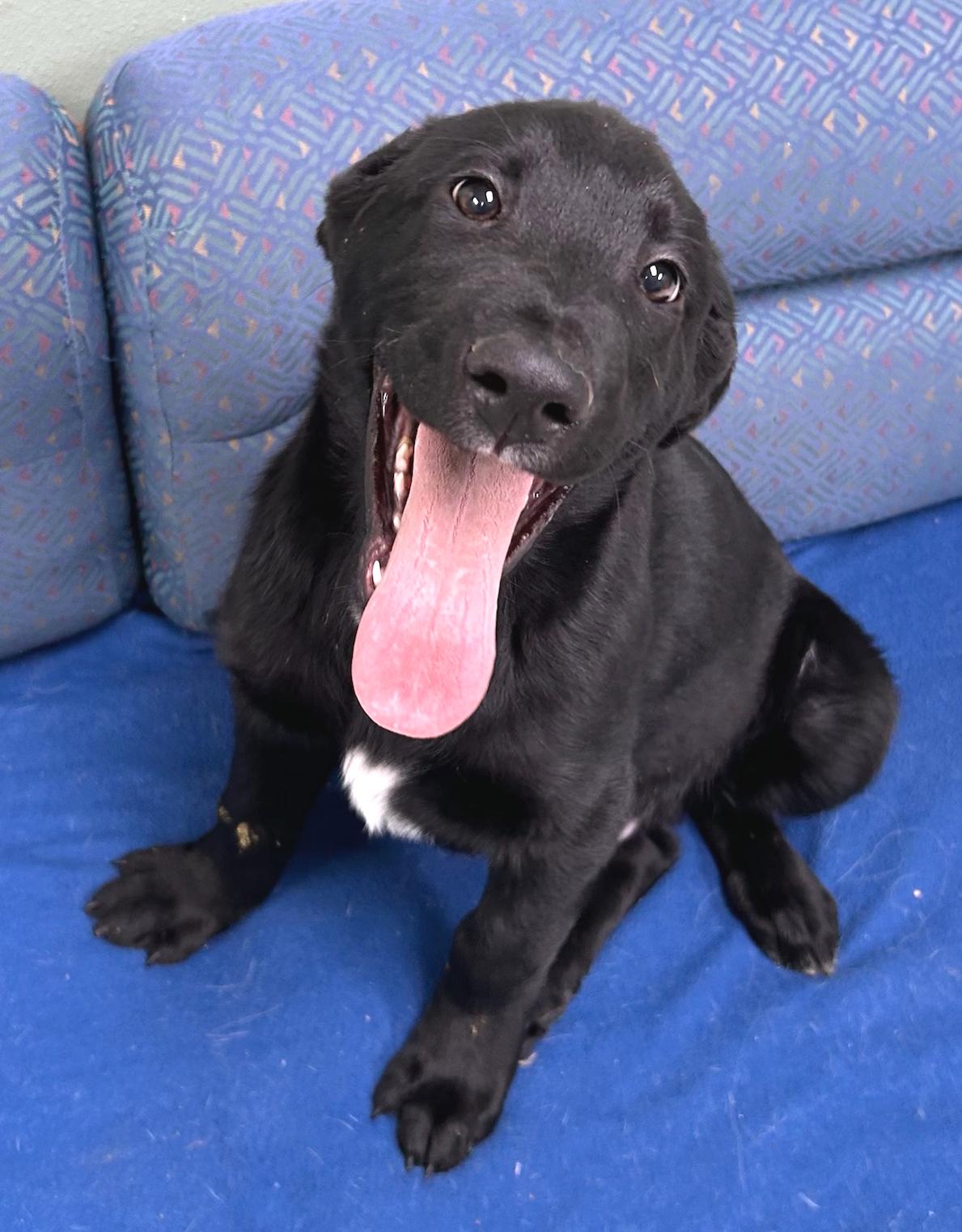 Enlarge Lucky, a Adoptable mixed breed in Neillsville, WI image 4/5