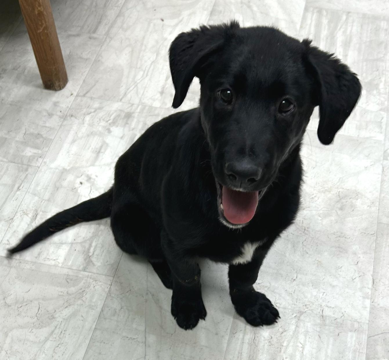 Lucky, Adoptable, Puppy Male Black Labrador Retriever.