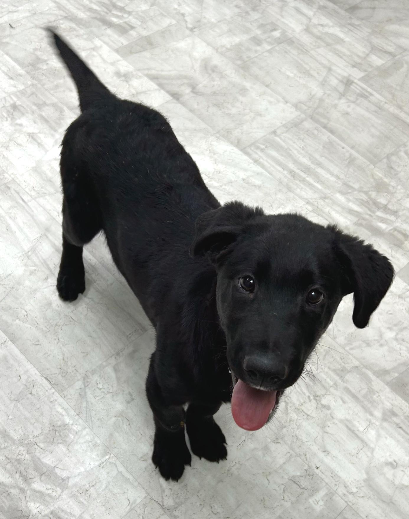 Enlarge Lucky, a Adoptable mixed breed in Neillsville, WI image 2/5