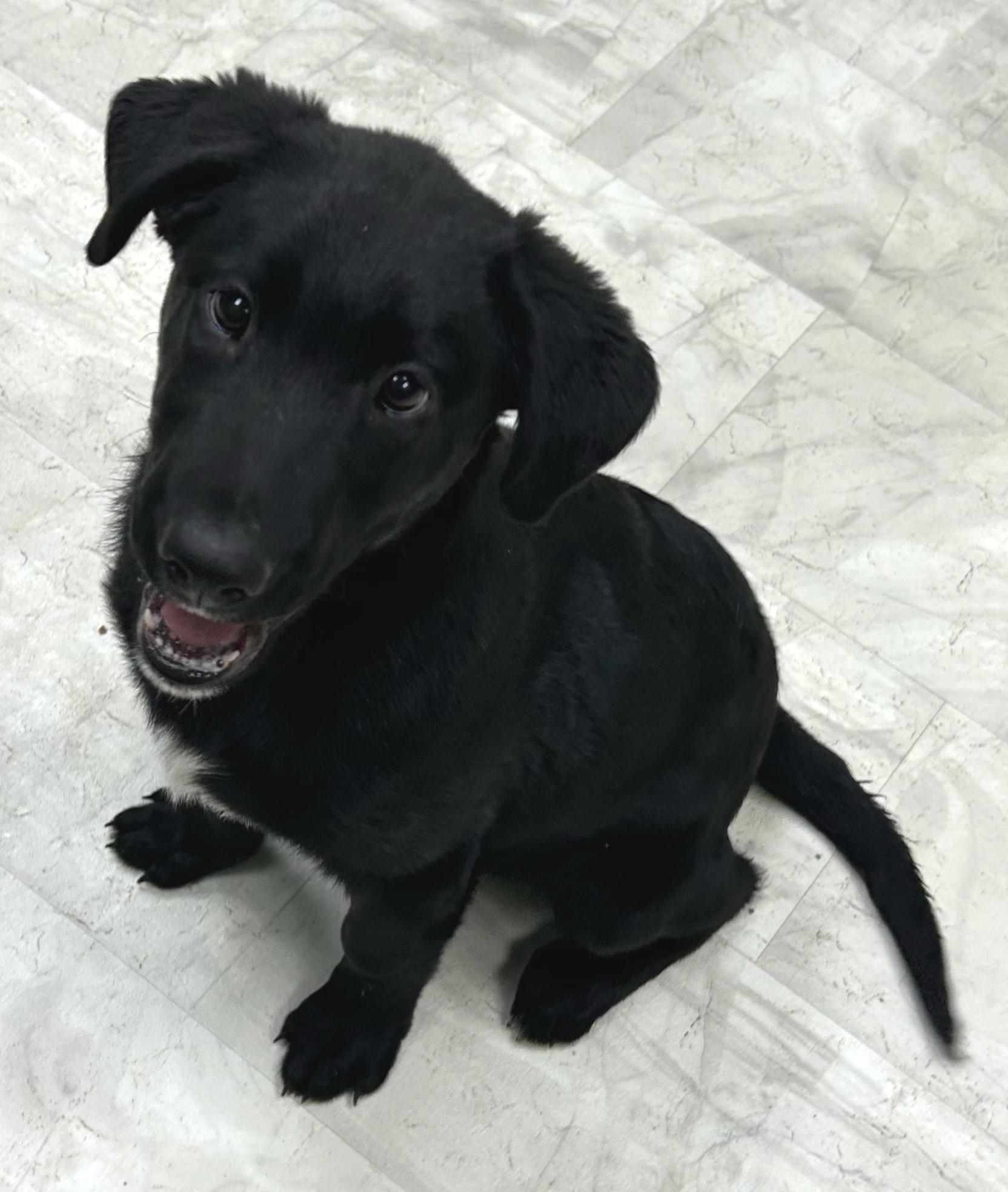 Enlarge Lucky, a Adoptable mixed breed in Neillsville, WI image 3/5