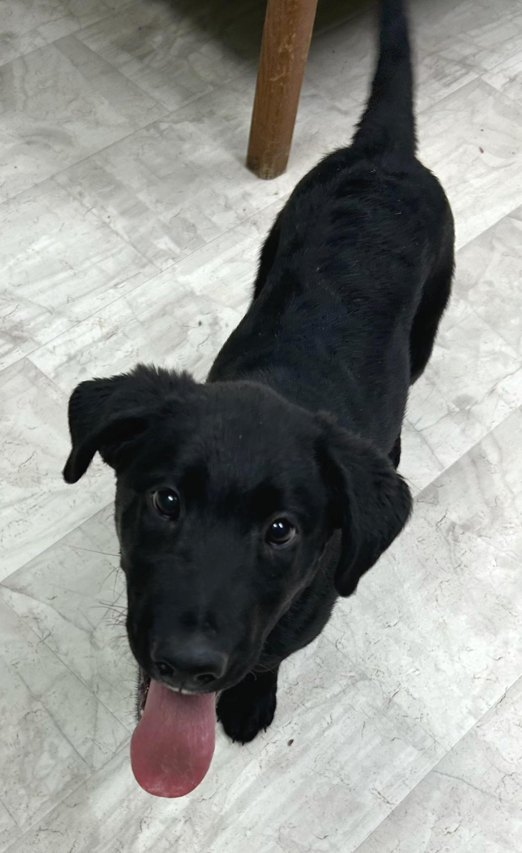 Enlarge Lucky, a Adoptable mixed breed in Neillsville, WI image 5/5