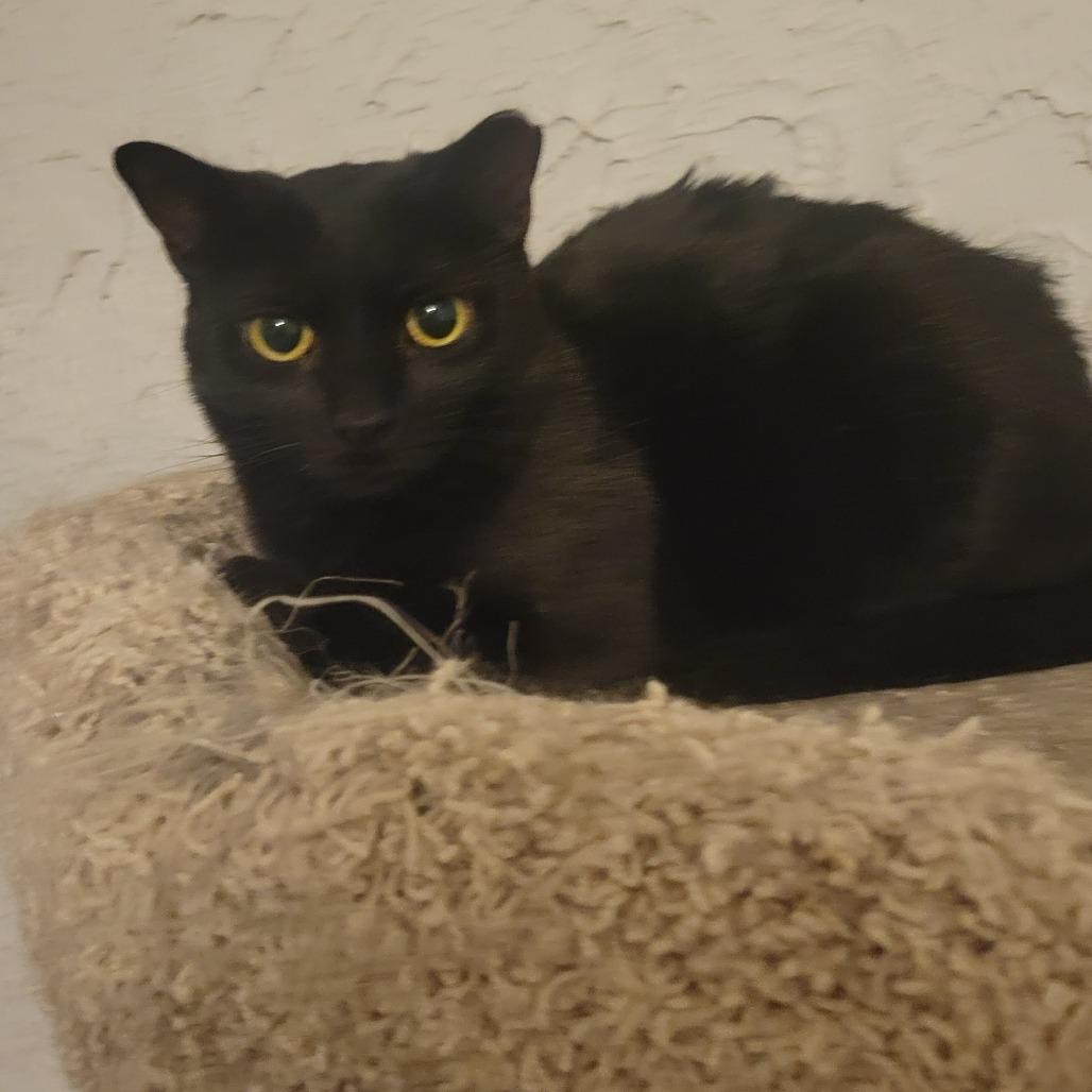Ronnie, Adoptable, Adult Female Domestic Short Hair.
