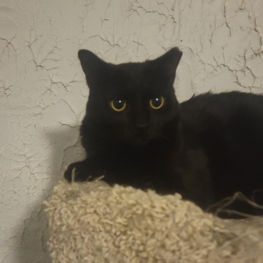 Enlarge Ronnie, a Adoptable Domestic Short Hair in Portage, MI image 2/2
