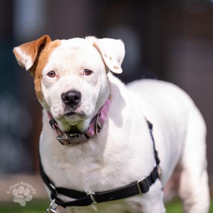 I`ulilani, Adoptable, Adult Female Pit Bull Terrier & Mixed Breed.