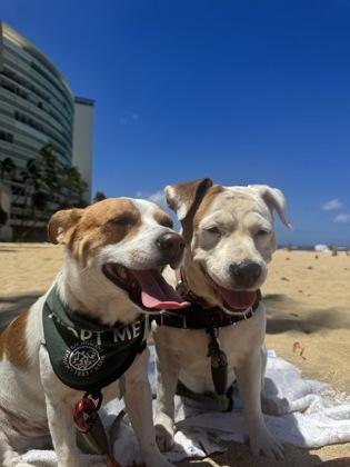 Enlarge I`ulilani, a Adoptable mixed breed in Honolulu, HI image 2/3