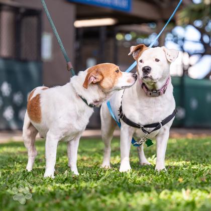 Enlarge I`ulilani, a Adoptable mixed breed in Honolulu, HI image 3/3