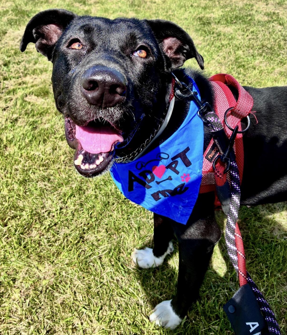 Enlarge Apollo, a Adoptable mixed breed in Glen Rock, NJ image 5/6