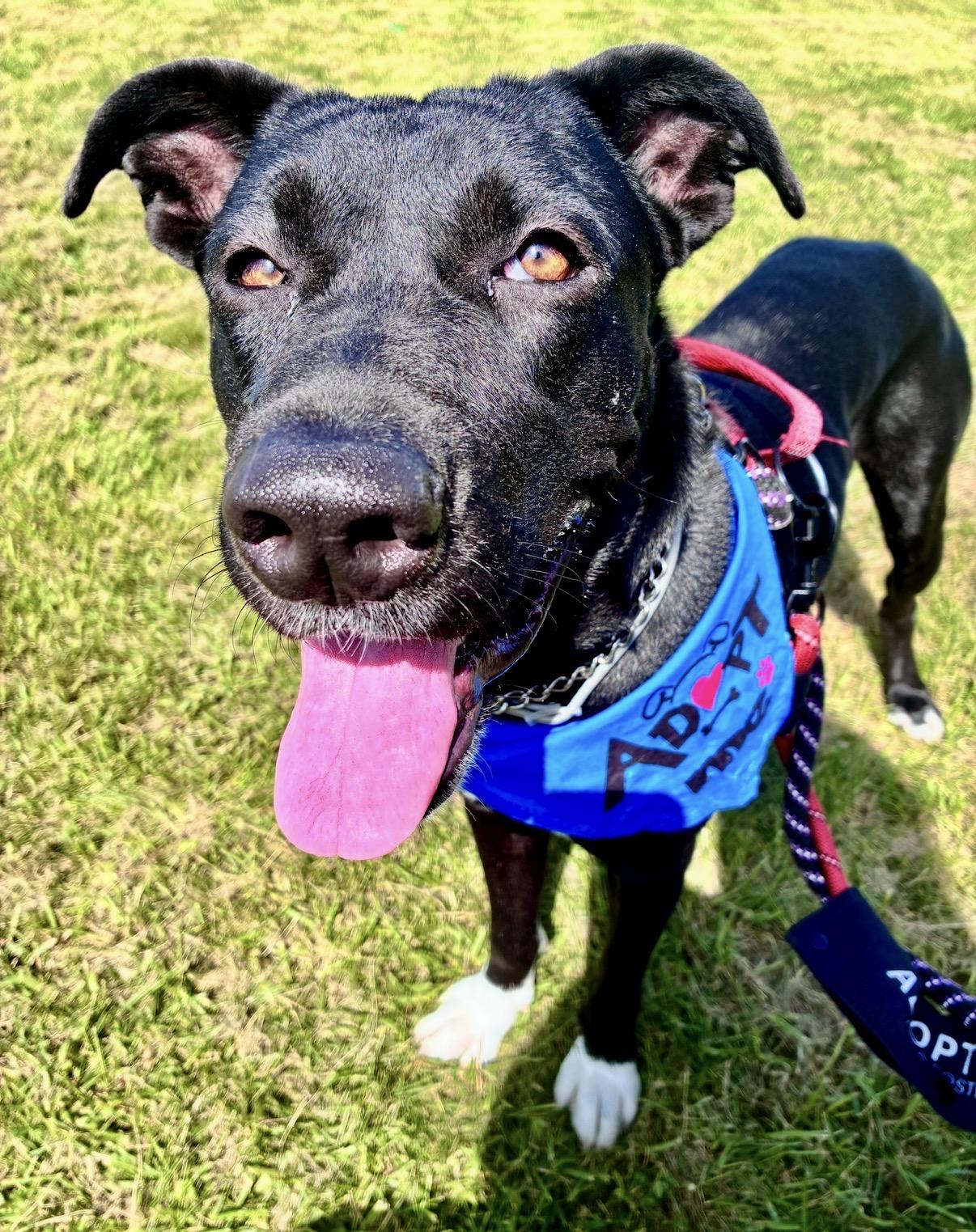 Enlarge Apollo, a Adoptable mixed breed in Glen Rock, NJ image 1/6