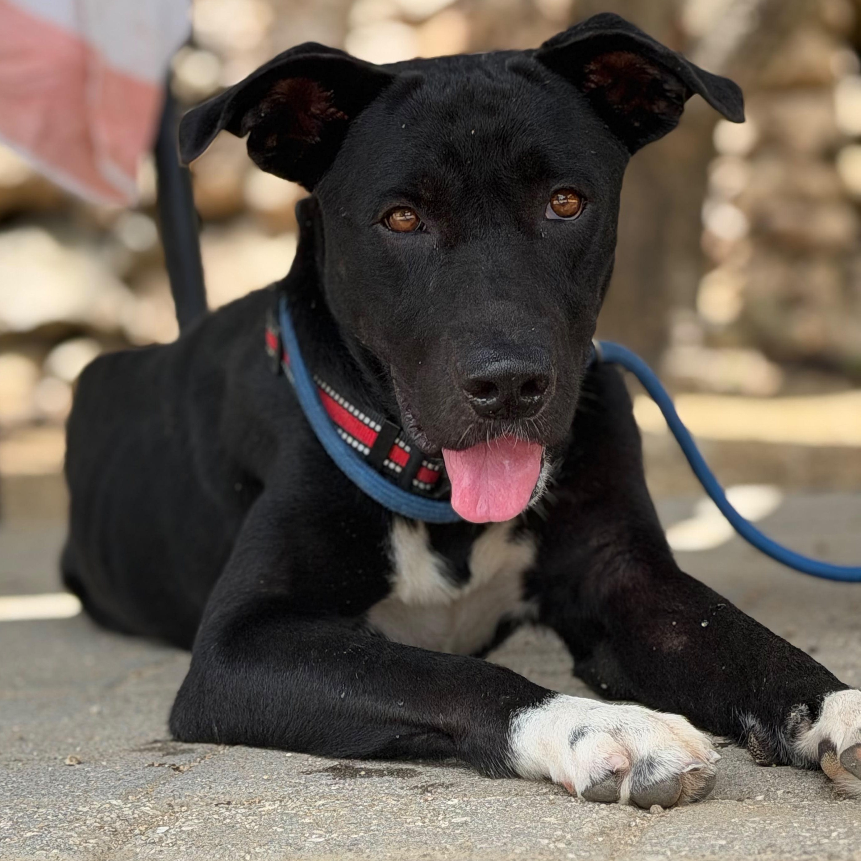 Enlarge Apollo, a Adoptable mixed breed in Glen Rock, NJ image 2/6