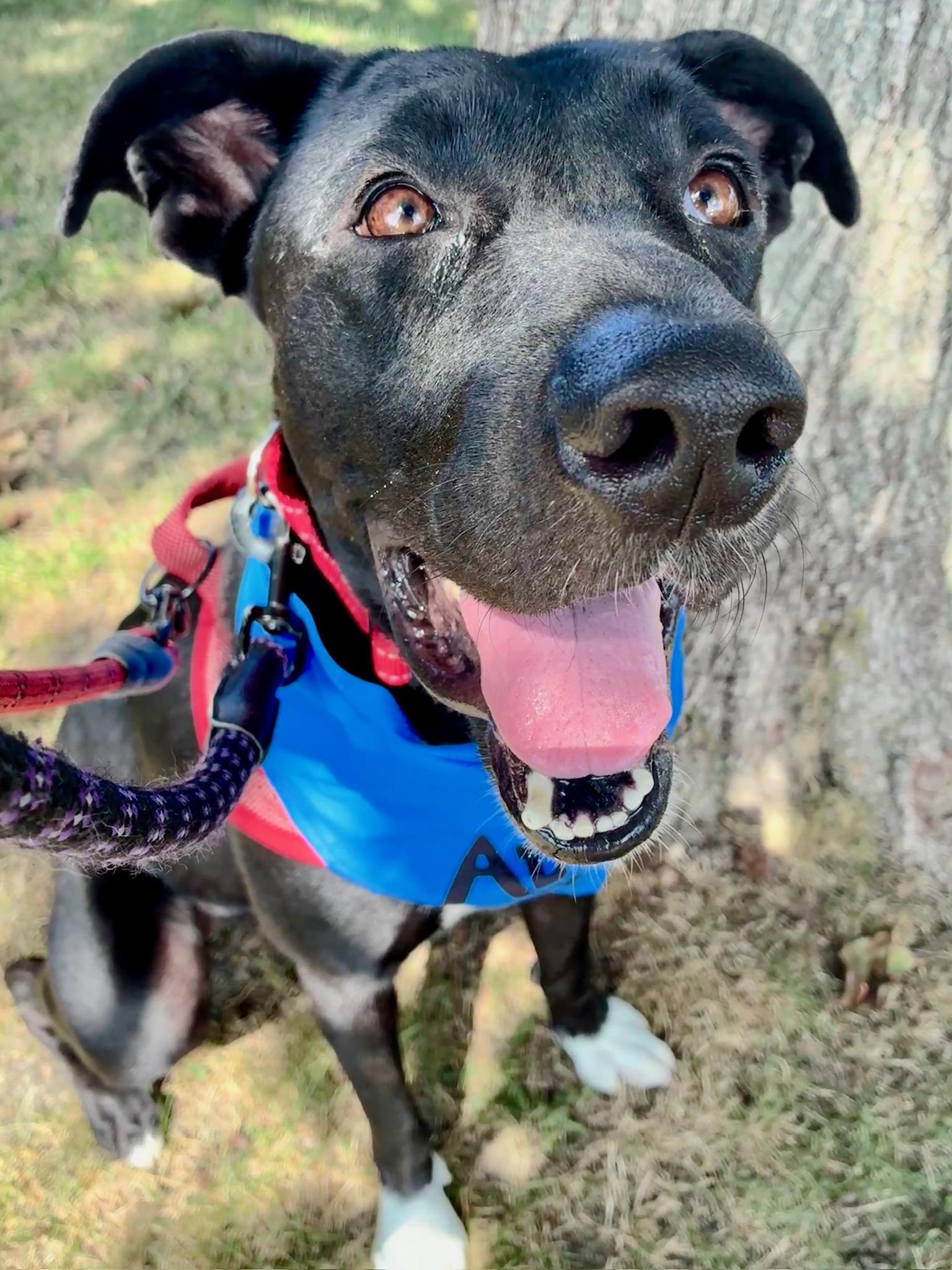 Enlarge Apollo, a Adoptable mixed breed in Glen Rock, NJ image 4/6