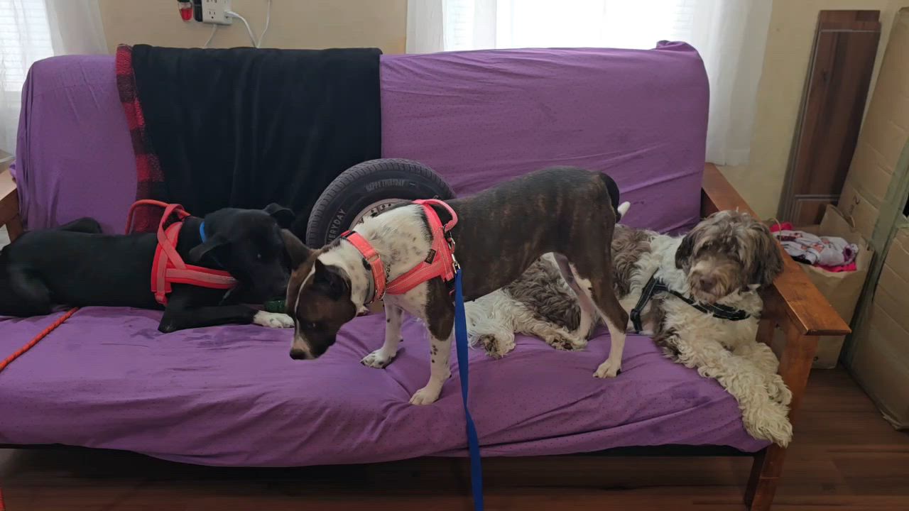 Enlarge Apollo, a Adoptable mixed breed in Glen Rock, NJ video 3/6